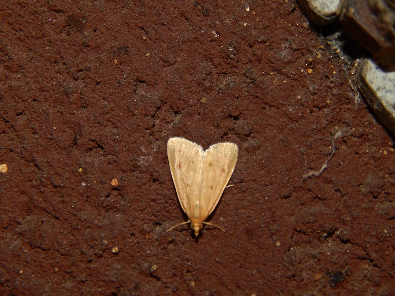 Aiuto ID